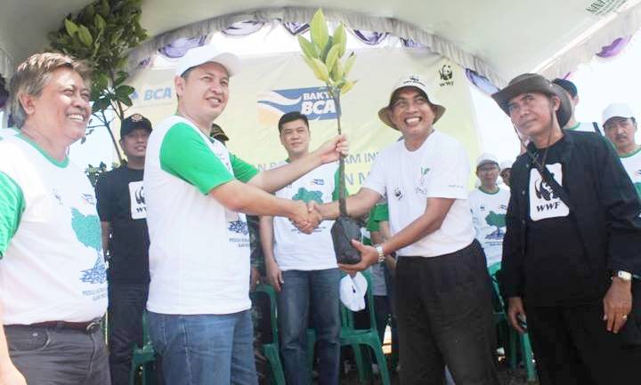 BCA Lanjutkan Tanam Mangrove di Blanakan Subang - bandung ekspres