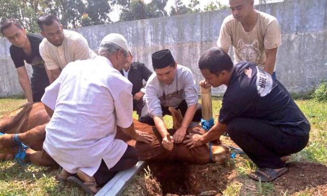 Proses penyembelihan hewan kurban di Kabupaten Bandung.