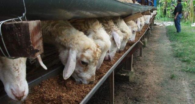 Domba yang dipersiapkan para penjual di outlet hewan kurban. Harga Domba disesuaikan dengan berat masing-masing domba.