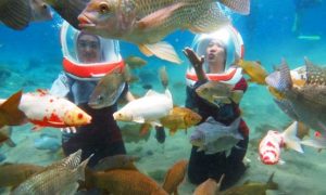 wisata underwater