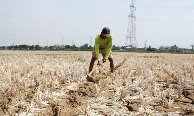 sawah kekeringan