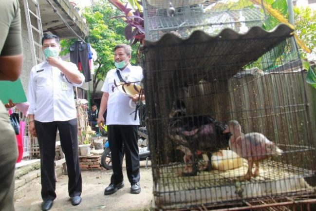 ANCAMAN VIRUS: Pemkab Bandung Barat mengingatkan kepada para peternak unggas untuk mewaspadai penyebaran virus avian influenza yang menyebabkan penyakit flu burung. Salah satunya dengan menjaga kesehatan hewan dan kebersihan tempat.