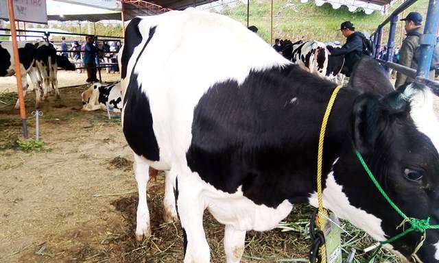Hewan sapi yang dijajakan untuk Kurban Hari Raya Idul Adha dinyatakan bebas PMK masih sepi pembeli.