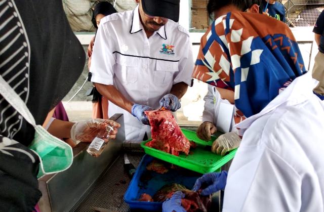 Petugas kesehatan hewan dari Dispangtan saat melakukan pemeriksaan terhadap daging pasca penyembelihan di Hari Raya Idul Adha