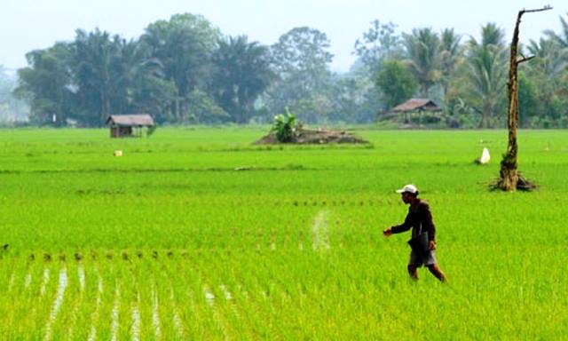 Seorang petani saat menanam padi khususnya di musim kemarau ini agar tetap panen normal kendati sulitnya mendapatkan air.