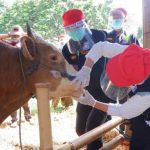Petugas kesehatan dari Dinas Pangan dan Pertanian Kota Bandung memeriksa kesehatan hewan yang akan dijual untuk keperluan kurban.