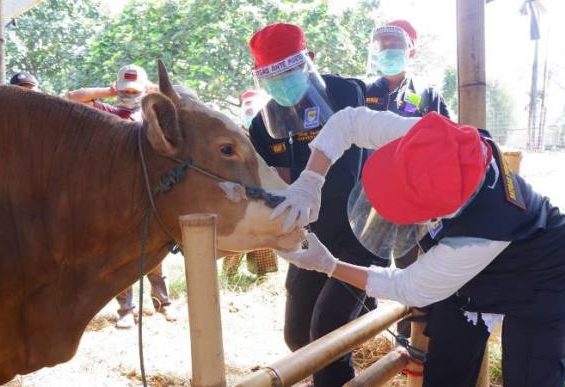 Petugas kesehatan dari Dinas Pangan dan Pertanian Kota Bandung memeriksa kesehatan hewan yang akan dijual untuk keperluan kurban.