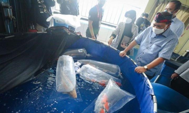 PASTIKAN KUALITAS: Wali Kota Bandung, Oded M. Danial melihat-lihat kualitas ikan yang dijajakan para pedagang ikan hias usai meresmikan sentral ikan koi di sekitar Gedebage.