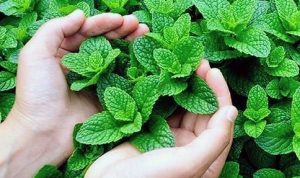 Manfaat Daun Mint untuk Kesehatan