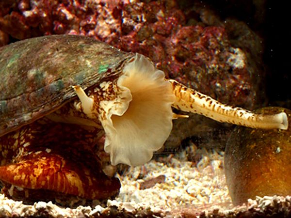 Siput Laut ternyata memiliki kemampuan regenerasi yang tidak lajim dengan cara memenggal kepalanya sendiri.