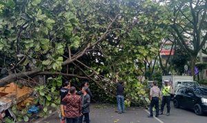 Pohon tumbang di Jl. Sukajadi depan Paris Van Java. Foto : Boy Darmawan/Jabar Ekspres