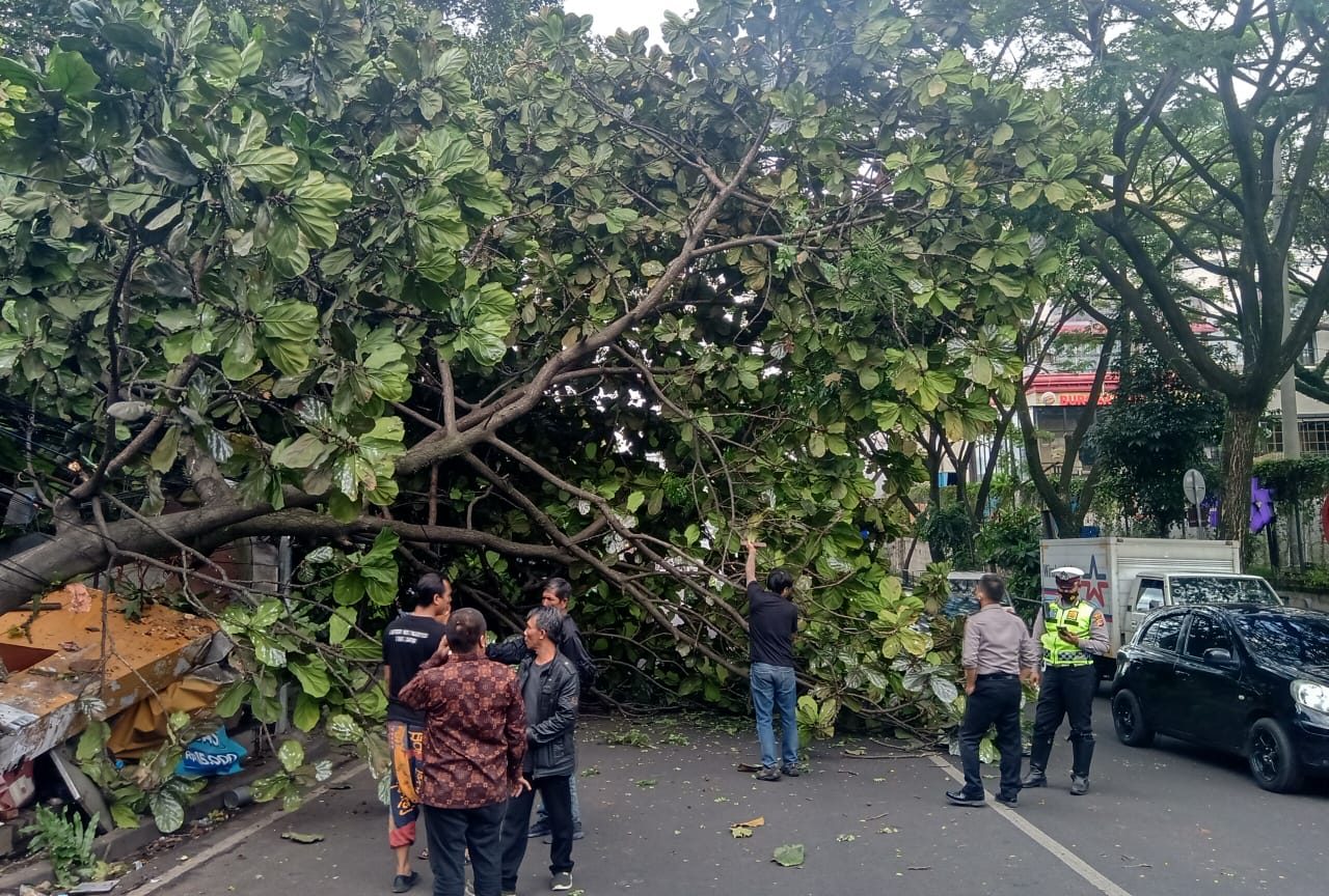 Pohon tumbang di Jl. Sukajadi depan Paris Van Java. Foto : Boy Darmawan/Jabar Ekspres