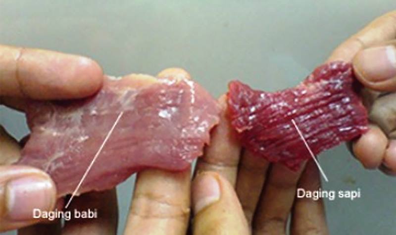 ILUSTRASI,cara membedakan daging sapi dan daging babi.
