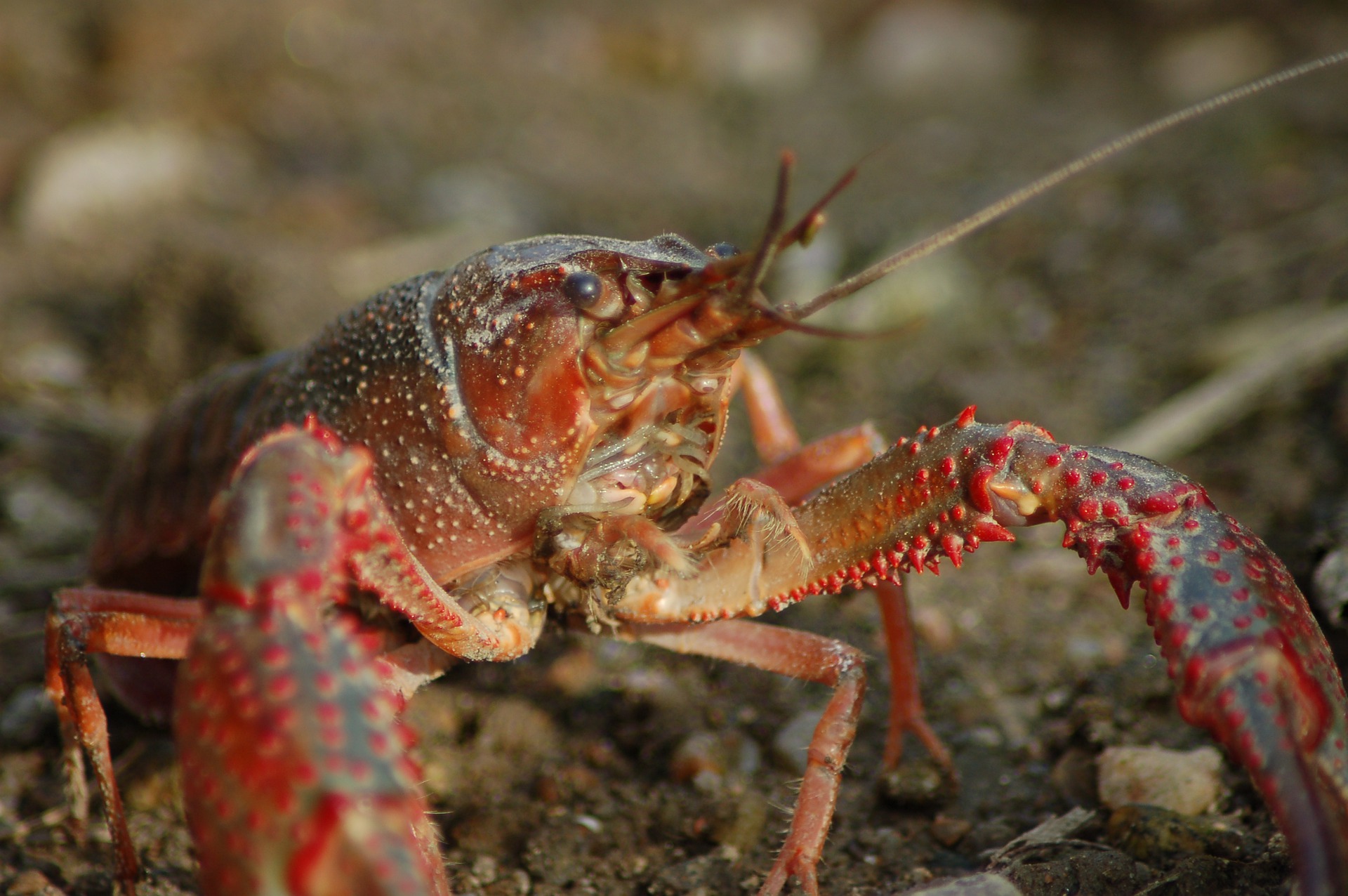 Lobster. Ilustrasi: Pixabay