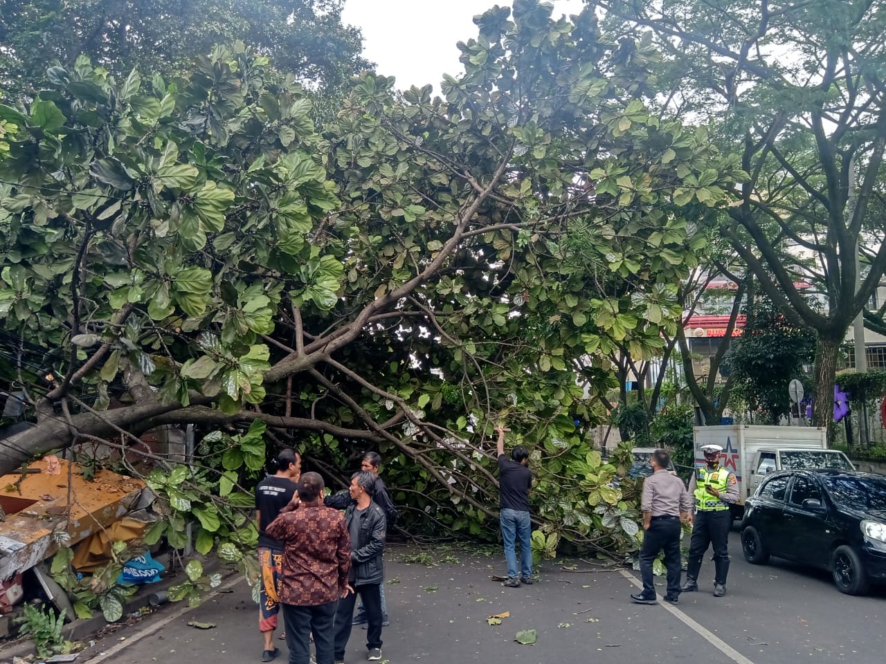 ILUSTRASI: Pohon besar yang Tumbang di jalan Sukajadi beberapa waktu lalu Ditandai dengan tidak adanya angin ataupun hujan sebelum kejadian tersebut. Foto: boy Darmawan/Jabar Ekspres.