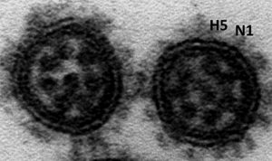 Virus Covid-19 Varian Delta yang ditemukan di India jenis nama virus terus mengalami mutasi dan memiliki varian baru. keberadaan virus tidak lepas dari prilaku buruk hidup manusia.