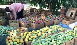 Pusat hasil buah mangga di arab Saudi