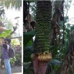 Pohon pisang unik milik Hj Rumansah (55) warga Kampung Pajagan dan Basar warga kampung Palalongan Desa Sukaluyu mendadak viral