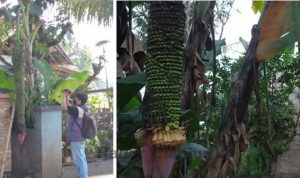 Pohon pisang unik milik Hj Rumansah (55) warga Kampung Pajagan dan Basar warga kampung Palalongan Desa Sukaluyu mendadak viral