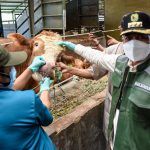 Bupati Bandung Dadang supriatna ikut memantau keberadaan hewan kurban sekaligus menyosilisasikan prokes pemotongan hewan kurban yang dianjurkan dilakukan di RPH