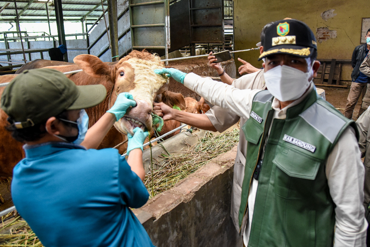Bupati Bandung Dadang supriatna ikut memantau keberadaan hewan kurban sekaligus menyosilisasikan prokes pemotongan hewan kurban yang dianjurkan dilakukan di RPH