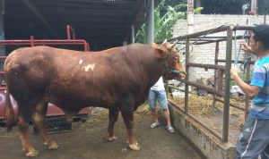 Harga Daging Sapi di Kota Bandung Berangsur Turun, Disdagin ungkap Bukan Karena PMK
