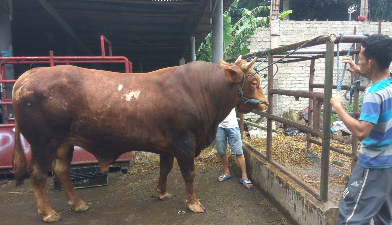 Harga Daging Sapi di Kota Bandung Berangsur Turun, Disdagin ungkap Bukan Karena PMK