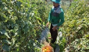 PANEN: Petani asal Lembang, KBB, sedang memanen tomat di kebunnya.