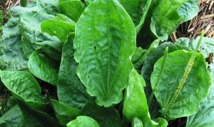 Selain mengurangi peradangan manfaat daun sendokan juga dapat mengurangi enzim hati yang berguna untuk melindungi kerusakan hati.