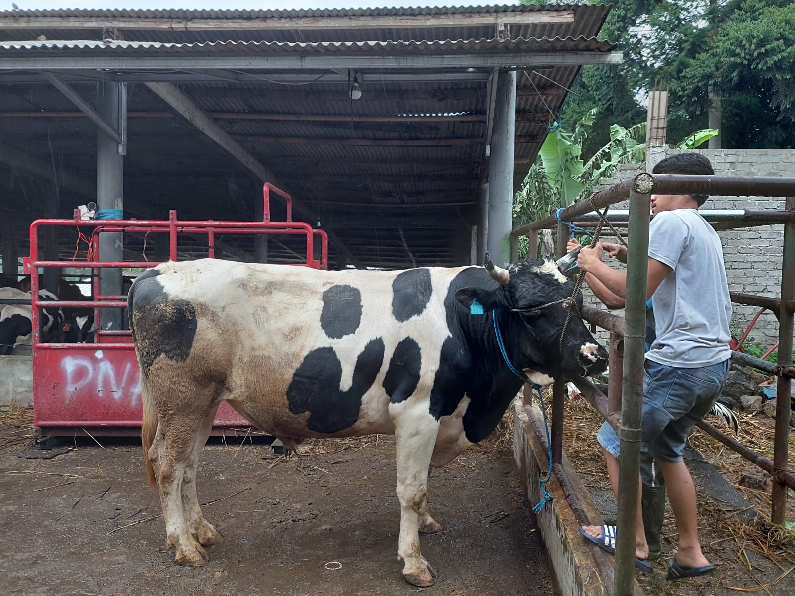 ILUSTRASI: Peternak hewan kurban di Lembang, KBB saat menunjukkan salah satu hewan kurban yang akan dijual pada konsumen.