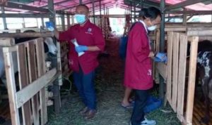 Petugas Dispangtan Cimahi lakukan pemeriksaan kondisi kesehatan hewan kurban.