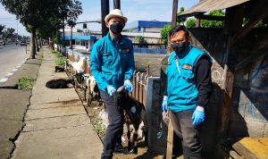 PERIKSA HEWAN: Pihak Dispangtan Kota Bandung melakukan pemeriksaan hewan kurban.
