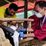 ILUSTRASI: Hasil pemeriksaan hewan kurban di Kota Cimahi mencatatkan puluhan hewan berpenyakit.