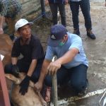 DPW GP Partai NasDem melaksanakan program pemotongan hewan kurban.