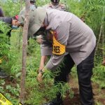 Kapolres Dairi AKBP Ferio Sano Ginting mencabut pohon ganja di daerah perladangan Desa Parbuluan IV, Kabupaten Dairi. (ANTARA/HO)