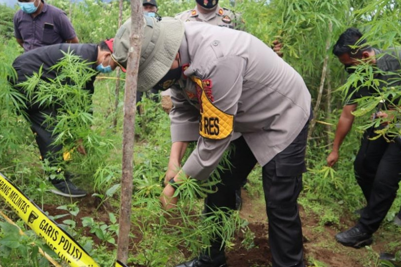 Kapolres Dairi AKBP Ferio Sano Ginting mencabut pohon ganja di daerah perladangan Desa Parbuluan IV, Kabupaten Dairi. (ANTARA/HO)