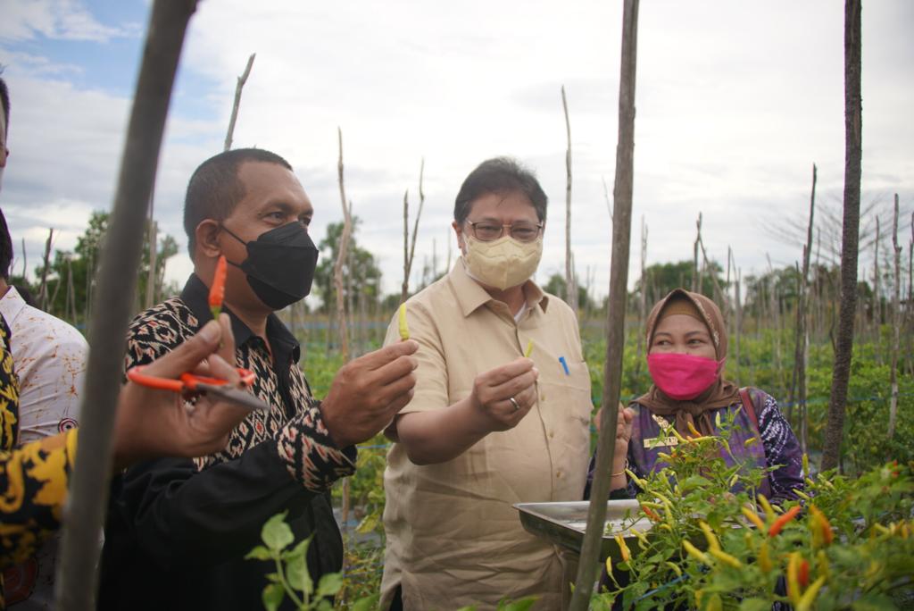 Menteri Koordinator Bidang Perekonomian meninjau langsung petani sayuran sekaligus memberikan motivasi dan peluang untuk mendapatkan bantuan stimulus dari pemerintah melalui KUR Pertanian