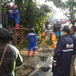 Petugas BPBD Kota Cimahi melakukan penanganan pohon tumbang.
