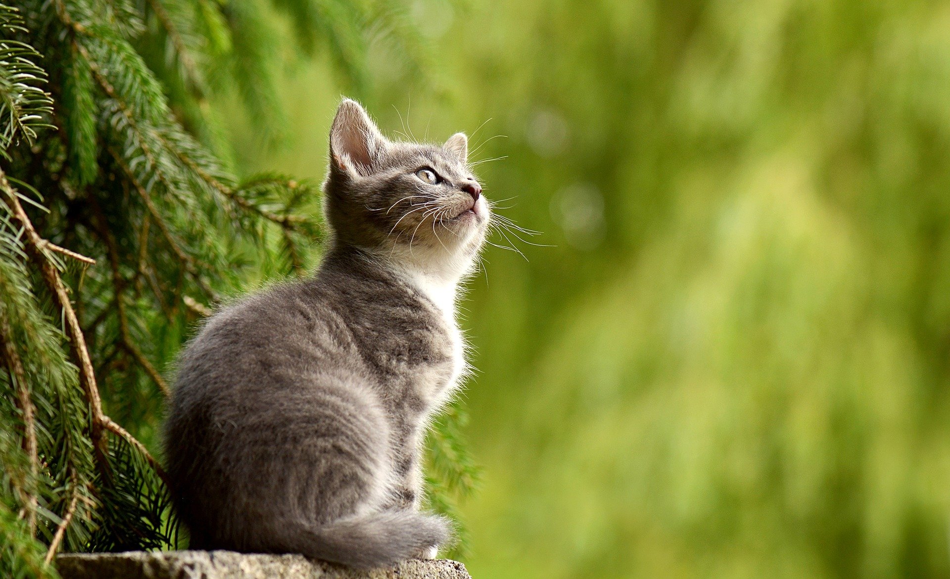 Kucing (Foto: pixabay)