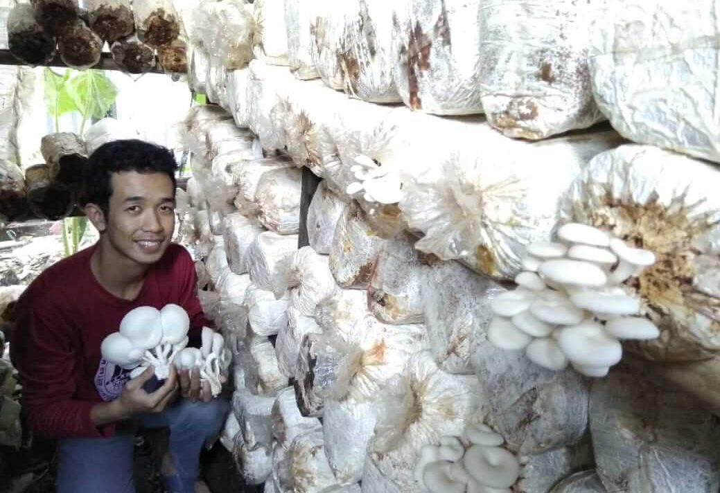 Budidaya Jamur Kayu yang dilakukan petani milenial