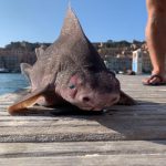 Ikan Hiu Bermuka Babi ditemukan di Italia.