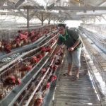 Sektor peternakan ayam petelur di Kabupaten Garut