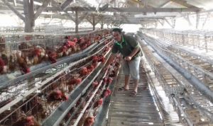 Sektor peternakan ayam petelur di Kabupaten Garut