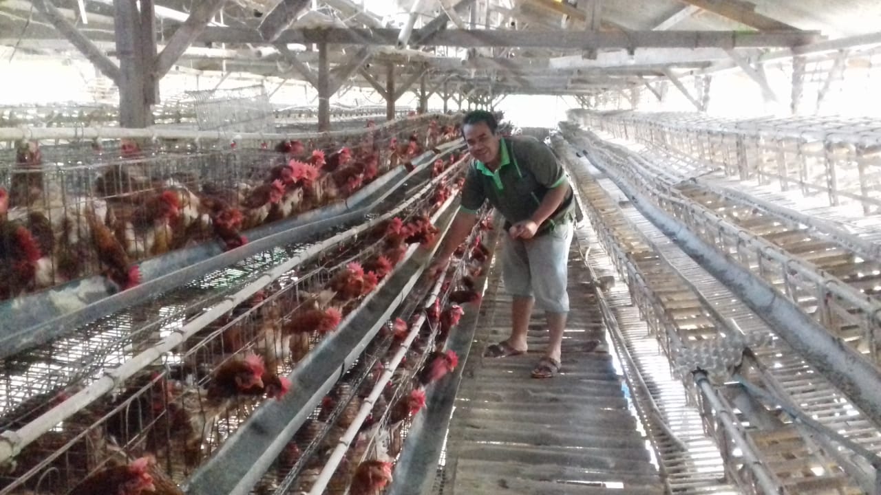 Sektor peternakan ayam petelur di Kabupaten Garut