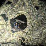 Teror  lebah Vespa Affinis tengah menghantui warga Kota Cirebon. Sengatan hewan ini mematikan. Karenanya, perlu pencegahan dan penanganan.