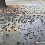 Tangkapan layar video petugas kebersihan Balai Kota Cirebon yang menemukan ratusan burung pipit mati masal di Kota Cirebon, (Foto: Antara)