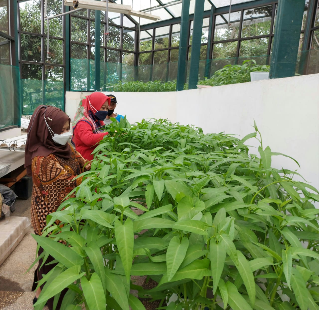 Dinas Pangan dan Pertanian Kota Cimahi, terus mendorong petani Kota Cimahi untuk beralih dengan mem budidaya ke tanaman hidroponik.