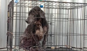PRIHATIN: Salah satu anjing milik korban perampokan pemilik Toko Mas Gaya Baru di Kosambi, terlihat memprihatinkan dan lemas. Senin (20/9).
