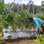 PERIKSA: Petani di Lembang mengecek tomat miliknya sebelum dipanen.