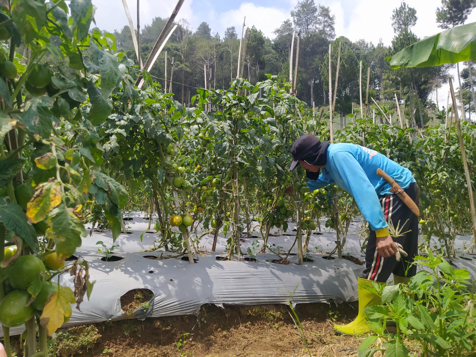 PERIKSA: Petani di Lembang mengecek tomat miliknya sebelum dipanen.